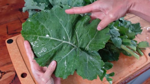Broad leaf kale
