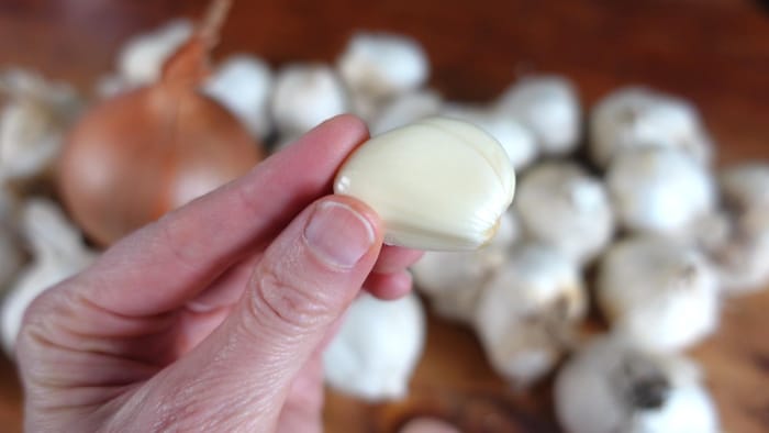 garlic clove