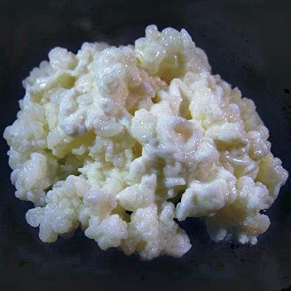 kefir grains fusion teas