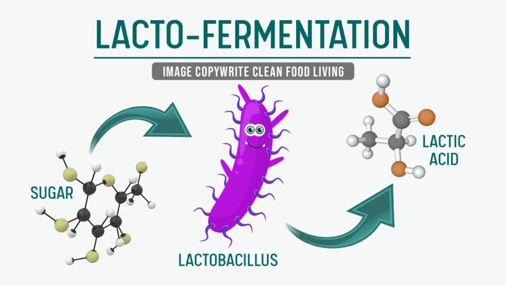 lacto fermentation chart